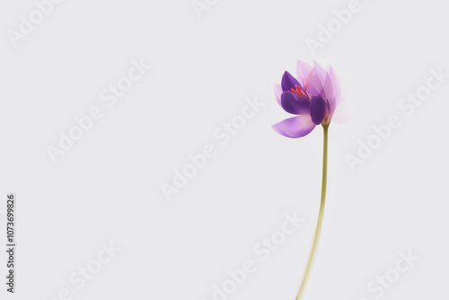 Delicate saffron flower against white background with copy space. Minimal crocus watercolor illustration.