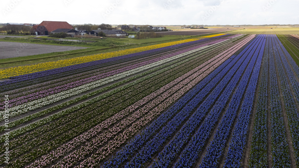 Champ de fleurs - Texel - Hollande - Pays-Bas Champ de fleurs - Texel - Hollande - Pays-Bas