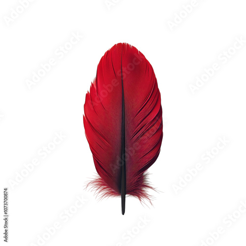 A single red feather, isolated on a white background. PNG transparent.