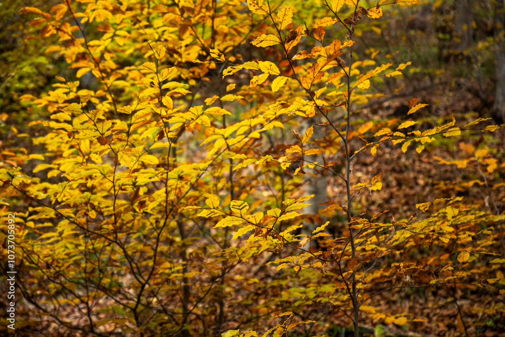 autumn in the forest.beautiful autumn in Armenia autumn in the forest.beautiful autumn in Armenia