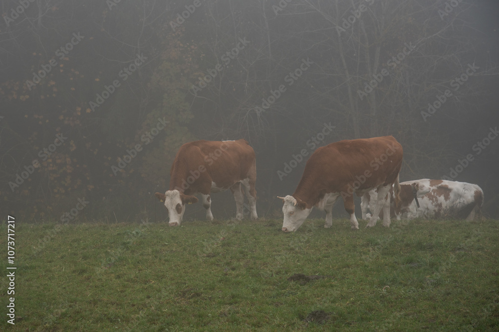 Obraz premium Cows grazing in a misty field on a foggy morning