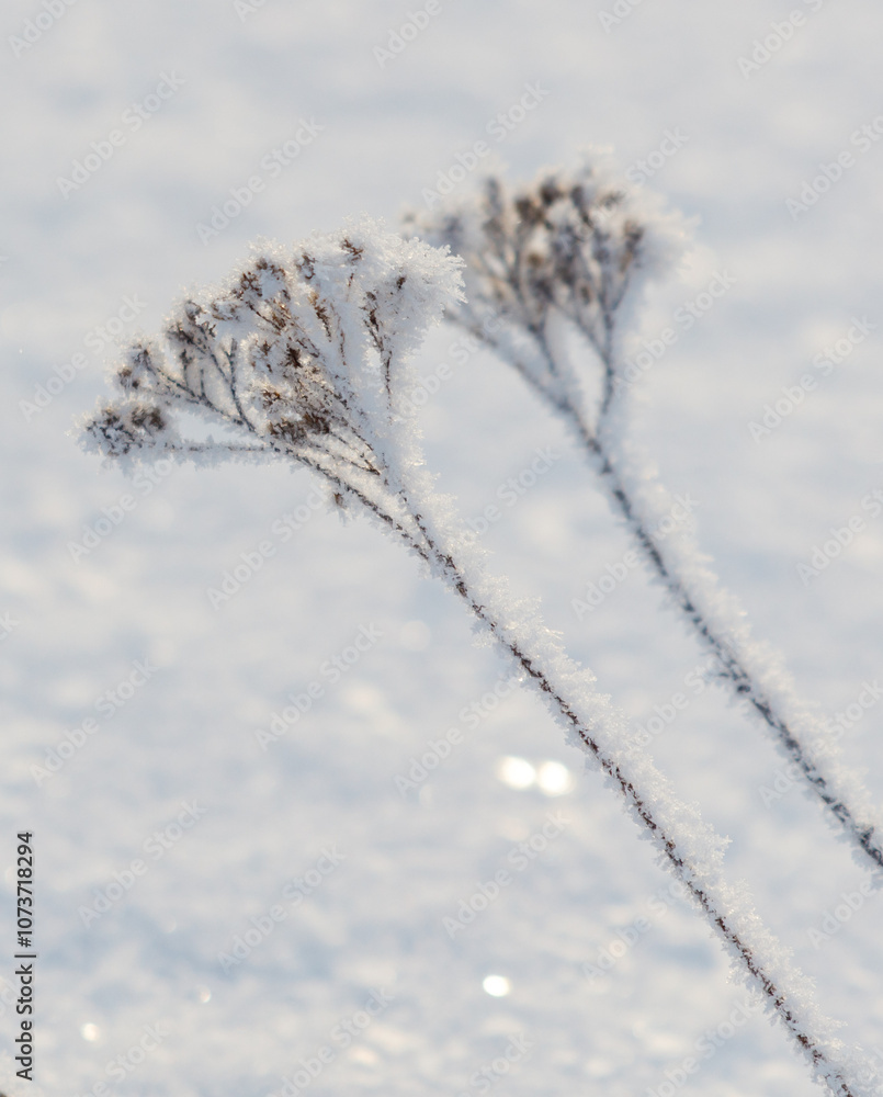 Two snow covered branches of a plant Two snow covered branches of a plant