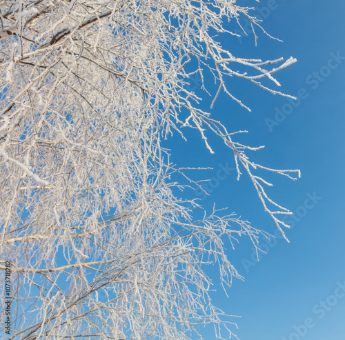 A tree with a lot of snow on it is in front of a blue sky