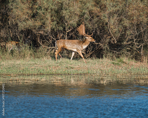 male deer with big antlers in the wild photo