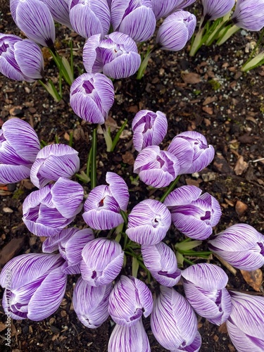 purple tulips