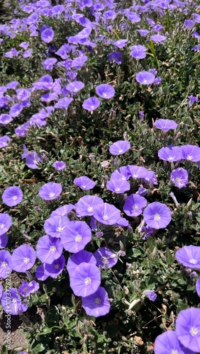 Purple flowers 