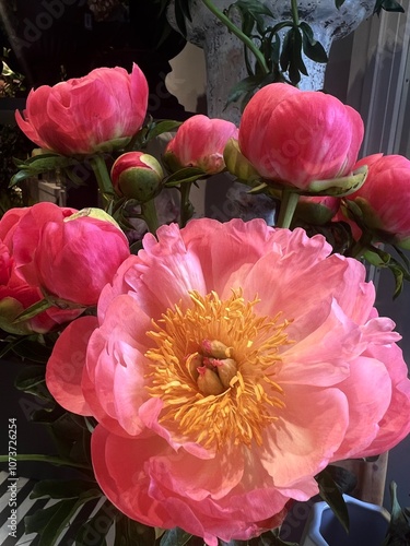 Peonies pink