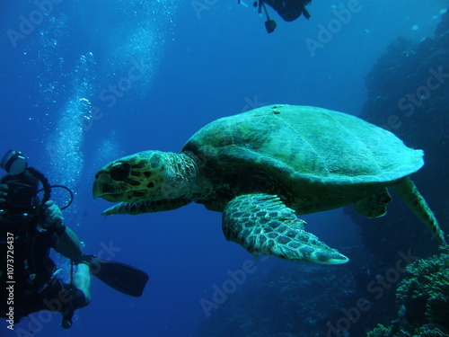 Wallpaper Mural Sport diving is a group of underwater sports disciplines. This is a fairly young direction of underwater sports, but sport diving disciplines are officially recognized in the world Torontodigital.ca