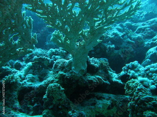 Wallpaper Mural Sport diving is a group of underwater sports disciplines. This is a fairly young direction of underwater sports, but sport diving disciplines are officially recognized in the world Torontodigital.ca