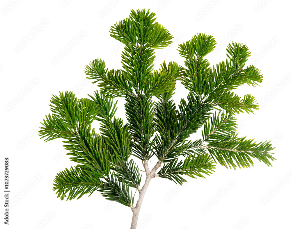 Christmas pine tree twig isolated on white transparent. Xmas green fir spruce branch closeup Christmas pine tree twig isolated on white transparent. Xmas green fir spruce branch closeup