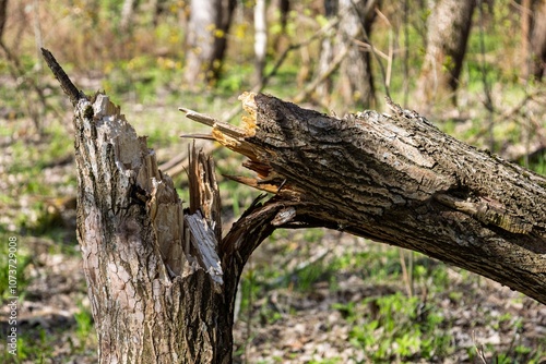 Broken tree trunk after by the wind in the forest. Consequences of a storm or hurricane. Damage after windstorm in the park photo