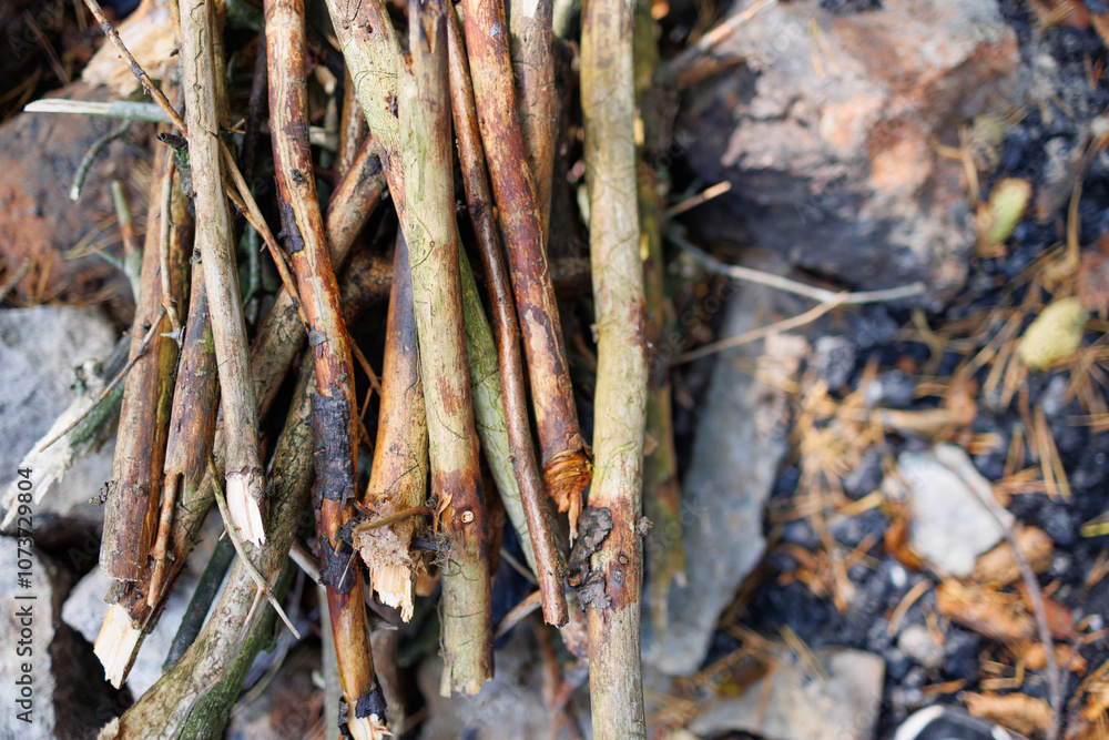 Dry branches from trees for a fire in the forest Dry branches from trees for a fire in the forest
