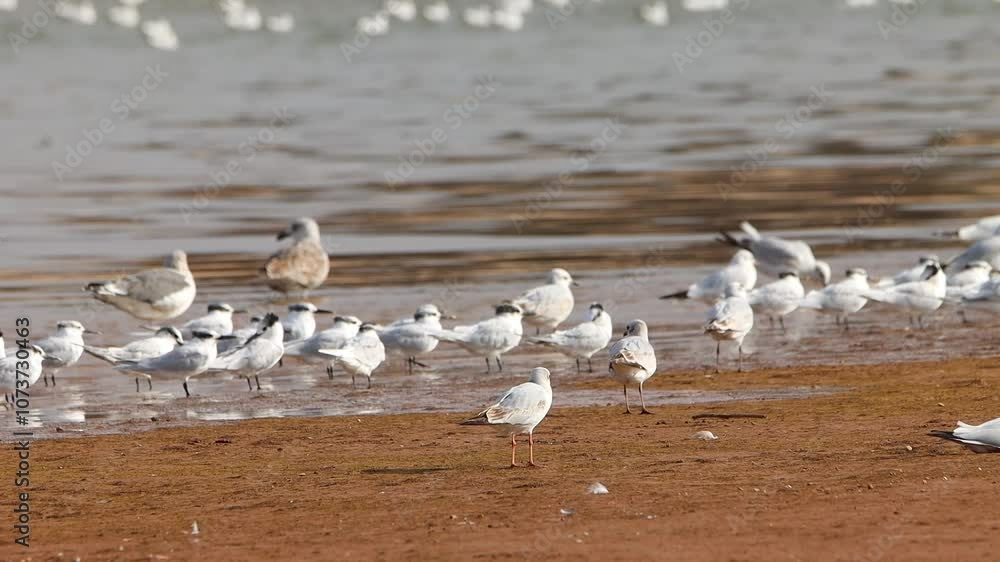 flock of seagulls flock of seagulls