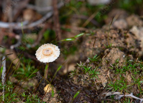 Proxyphotographie d'un champignon - Marasme des chaumes - Crinipellis scabella photo