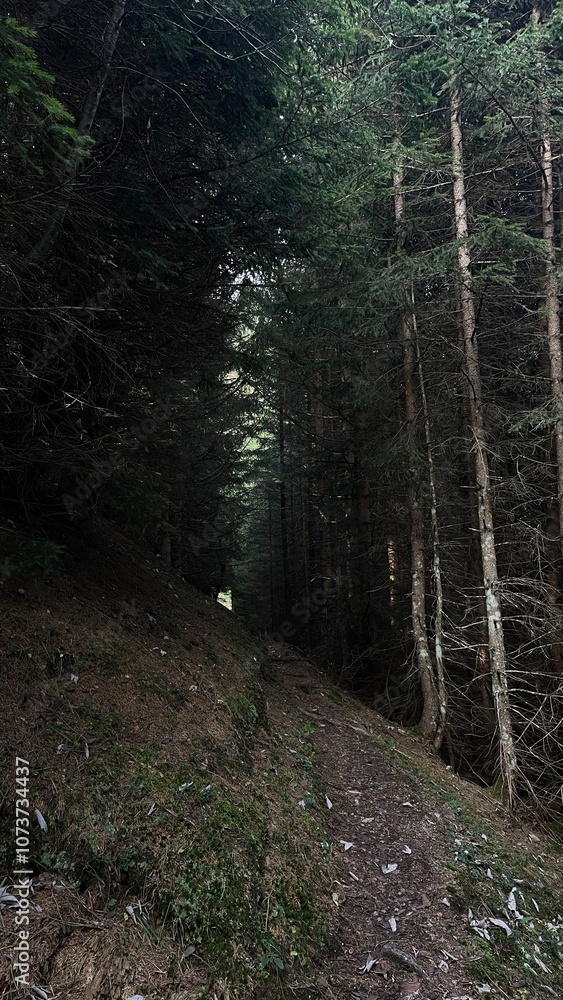 Fototapeta premium Hiking in the Forest - Switzerland Interlaken 