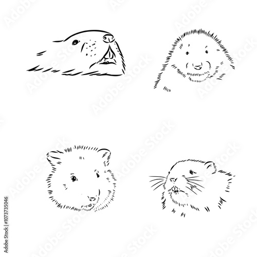 muskrat, vector sketch. Field mice isolated on white background.