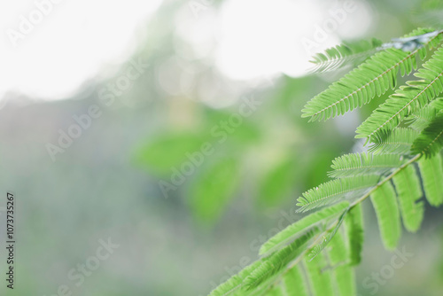 close-up view of green fern leaves. The leaves are elongated and have a feather-like appearance with multiple small leaflets arranged along a central stem. photo