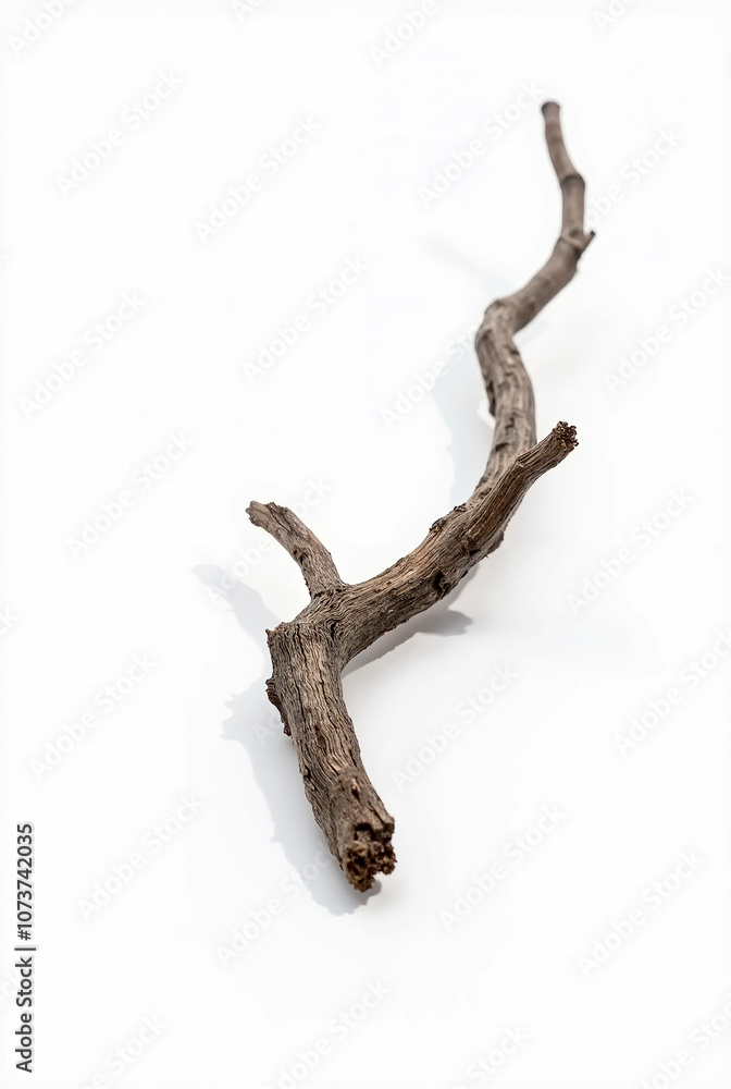 Obraz premium Pine Tree Branches with Dew Drops