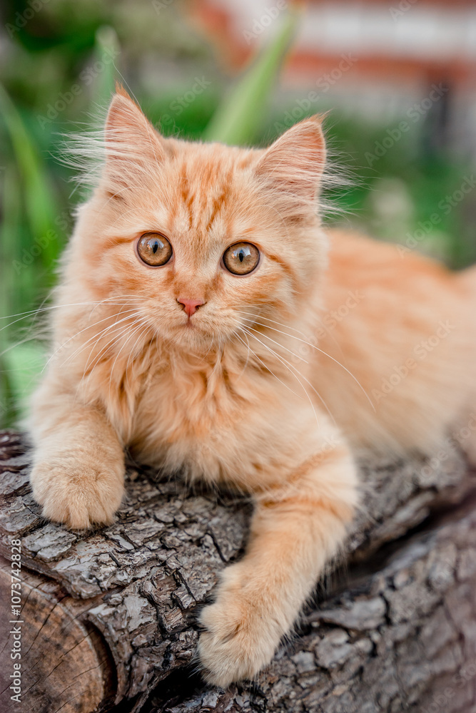 Cute fluffy little red kitten outside.