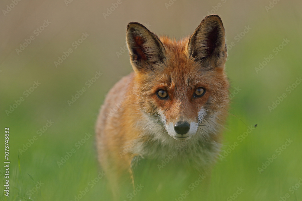 Lis rudy, lis pospolity (Vulpes vulpes)