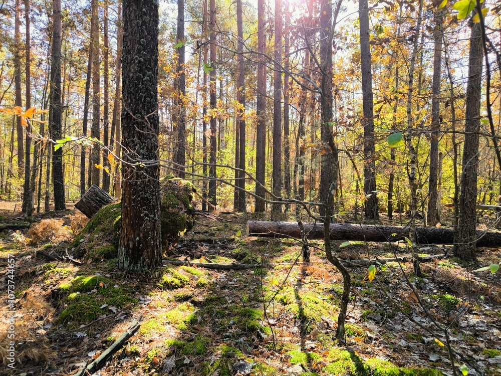 Fototapeta premium landscape pine forest sawn tree