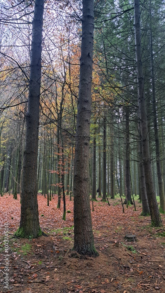 Fototapeta premium autumn in the forest