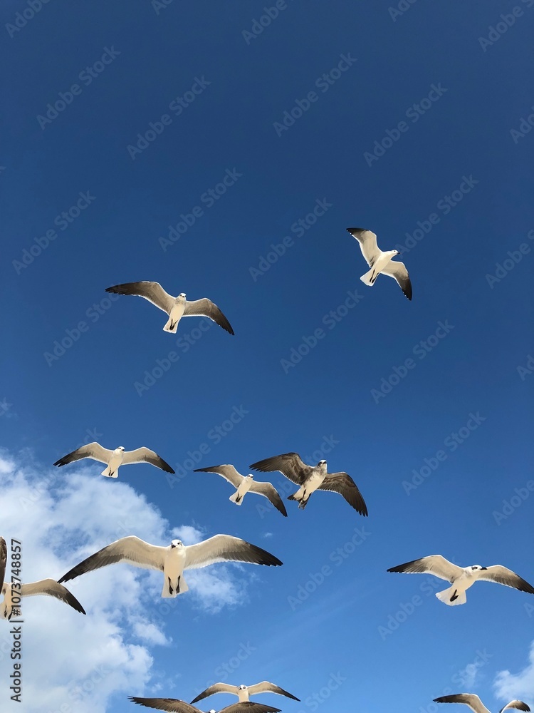 Fototapeta premium seagulls in the sky