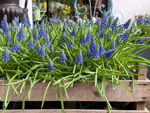 Grape Hyacinth Muscari blue flowers 