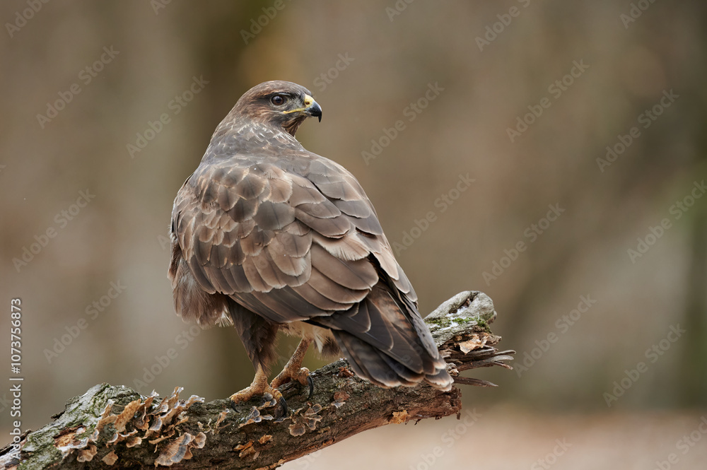 Common Buzzard (Buteo buteo) perched on a branch in natural habitat Common Buzzard (Buteo buteo) perched on a branch in natural habitat