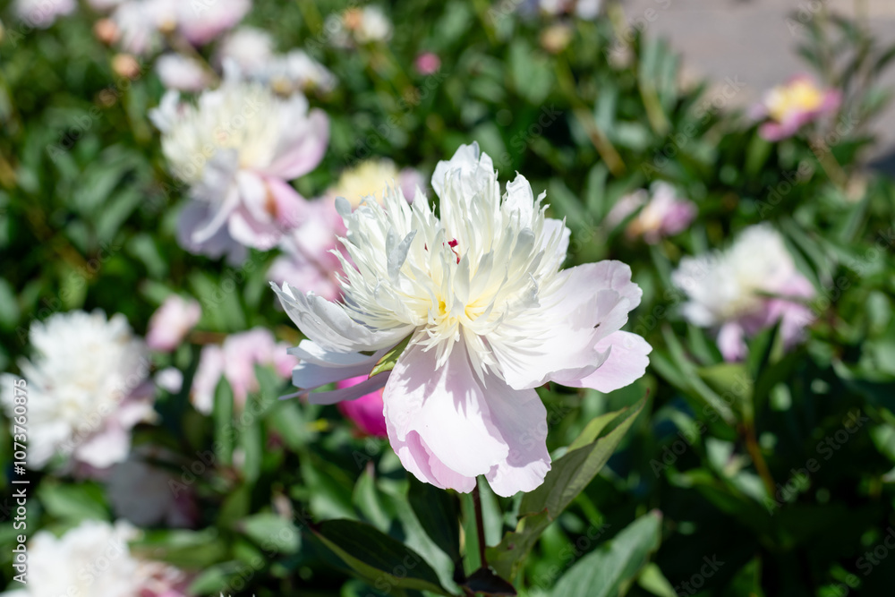 Close up of a Chinese peony (paeonia lactiflora) flower in bloom Close up of a Chinese peony (paeonia lactiflora) flower in bloom