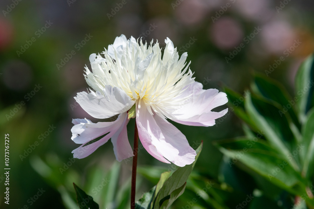 Close up of a Chinese peony (paeonia lactiflora) flower in bloom Close up of a Chinese peony (paeonia lactiflora) flower in bloom