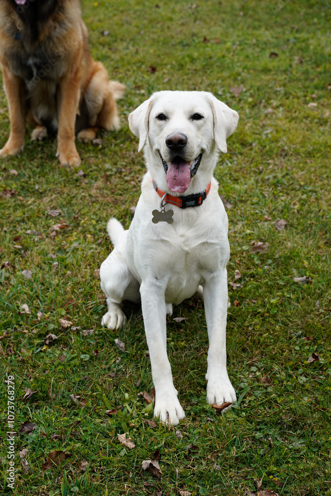Cute Yellow Labrador Retriever, panting, and sitting on command. Leonberger in the background. Cute Yellow Labrador Retriever, panting, and sitting on command. Leonberger in the background.