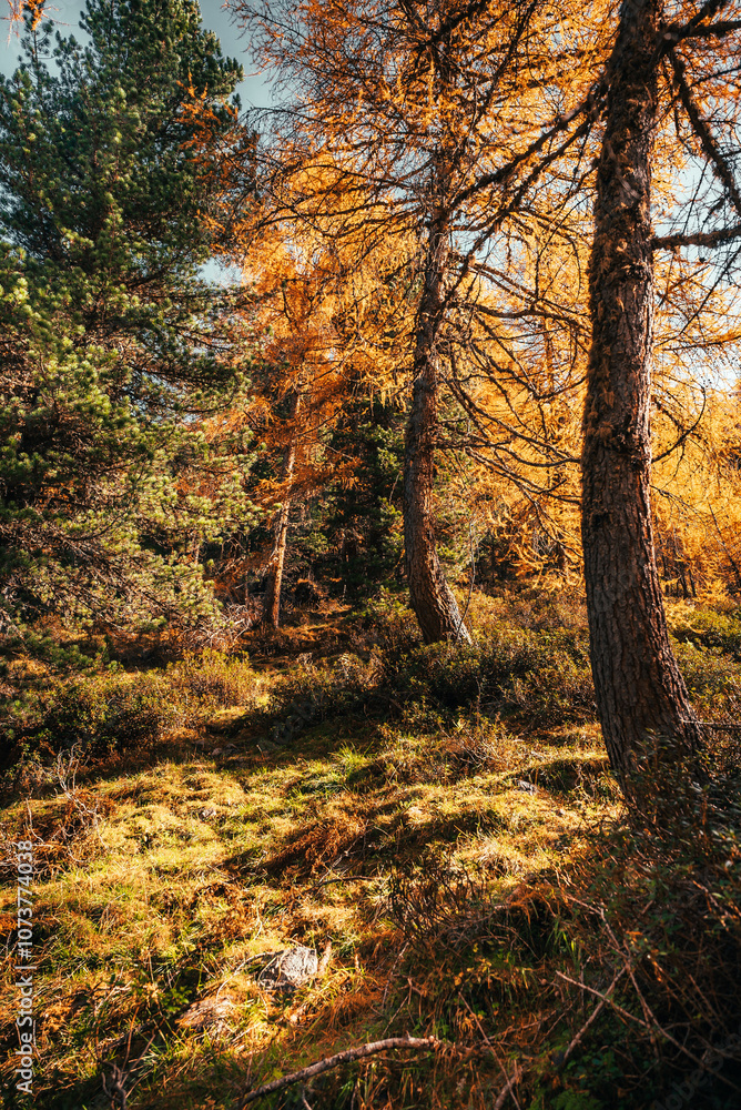 Obraz premium Herbststimmung in den Alpen