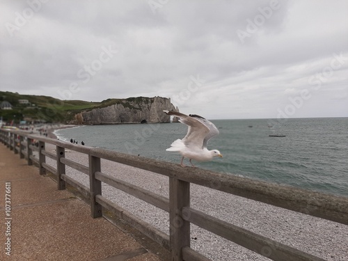 seagull on the pier