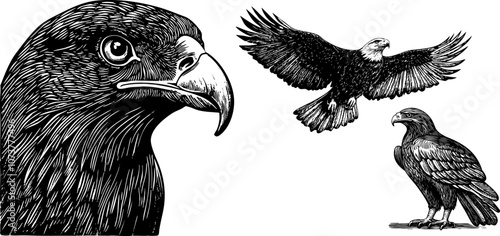 Vintage vector set of hawk, falcon and eagle illustrations. Engraved sketches with spread wings and head in black and white.
