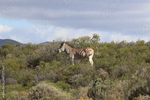 Zebra looking straight ahead