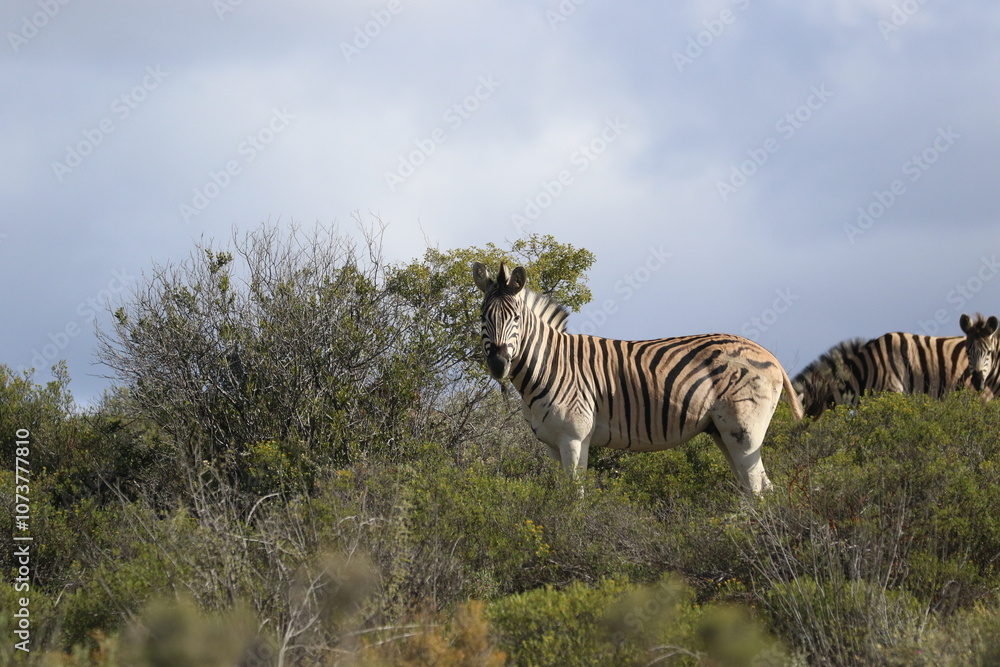 Naklejka premium Zebra in the wild