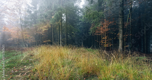 Forst Fichtenwald starker Herbstnebel im November