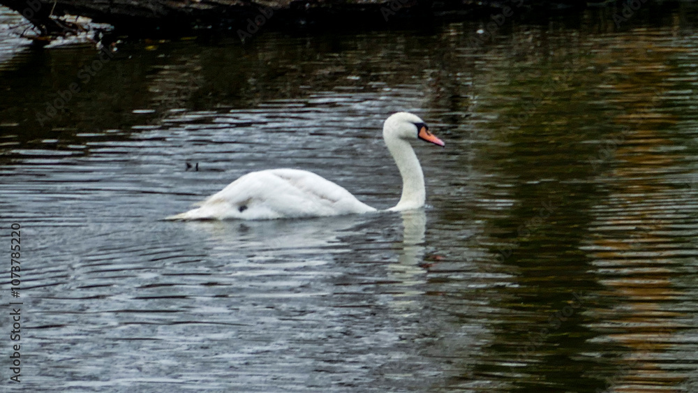 big white swan, beautiful, floating, stone shores, river, lake, reflected in water, trees, yellow-red, leaves, colors, cloudy, autumn, big white swan, beautiful, floating, stone shores, river, lake, reflected in water, trees, yellow-red, leaves, colors, cloudy, autumn,
