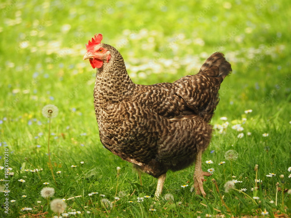 Fototapeta premium Hen (Gallus gallus domesticus) on the grass, colorful hen
