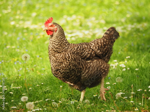 Hen (Gallus gallus domesticus) on the grass, colorful hen