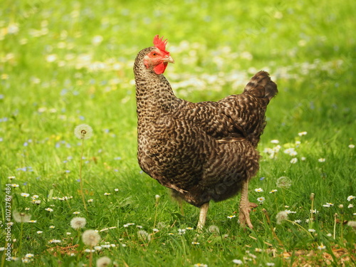 Hen (Gallus gallus domesticus) on the grass, colorful hen