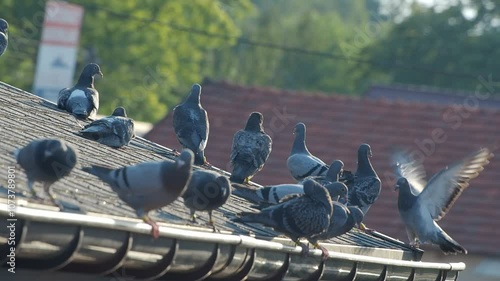 Feral pigeons (Columba livia domestica) on the roof, breeding pigeons ringed photo