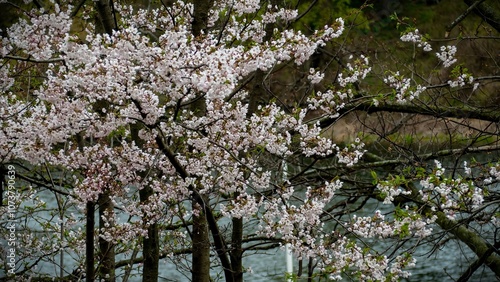 Wallpaper Mural Cherry Blossoms (Sakura) beauty Torontodigital.ca