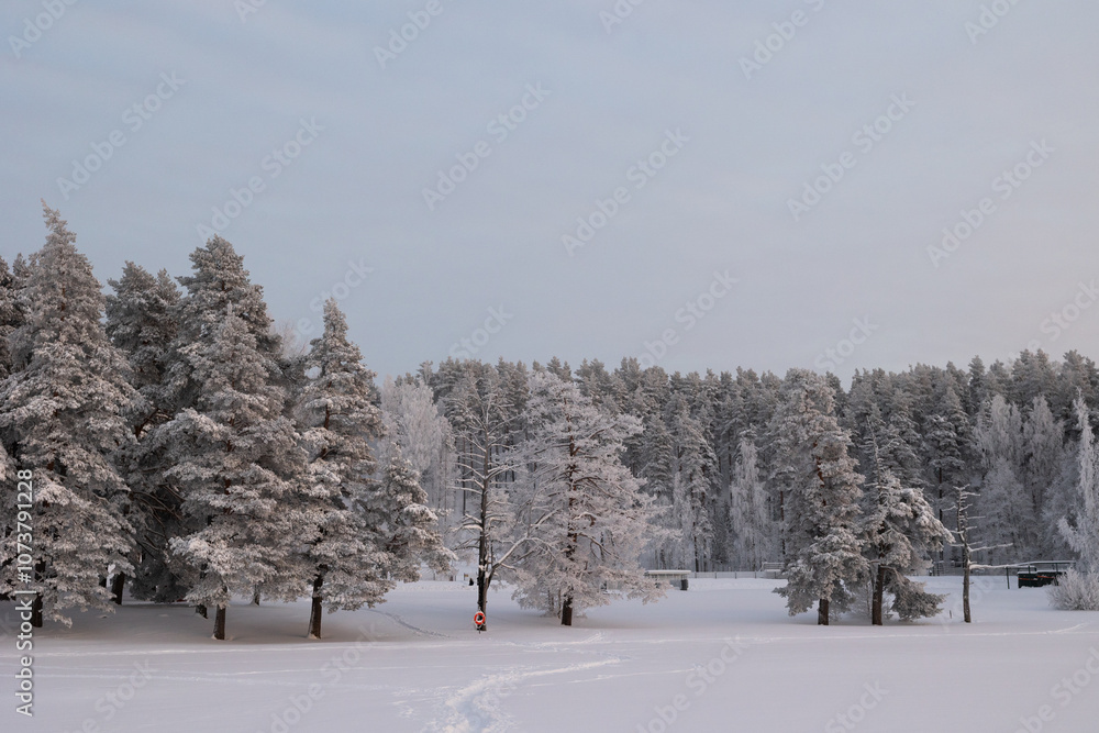 Snow-covered trees stand tall in a serene winter landscape during late afternoon light in a tranquil forest area Snow-covered trees stand tall in a serene winter landscape during late afternoon light in a tranquil forest area
