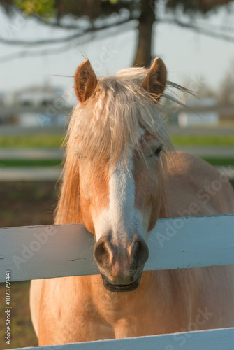 vertical portrait or headshot of a purebred haflinger horse with a long skinny white blaze as facial marking and a thick flax forelock and mane looking over a white wooden fence rail at farm or stable