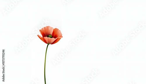 Single red poppy flower on a thin green stem with white background and copy space
