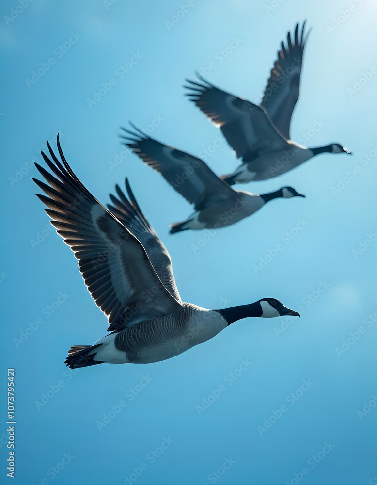 Obraz premium seagull in the sky