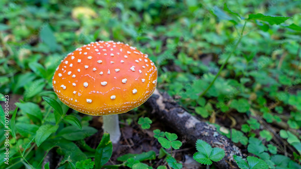 Fly agaric mushroom or amanita muscaria with red and orange caps in forest clearing. Inedible, poisonous and toxic mushrooms. Decoration of forest Fly agaric mushroom or amanita muscaria with red and orange caps in forest clearing. Inedible, poisonous and toxic mushrooms. Decoration of forest