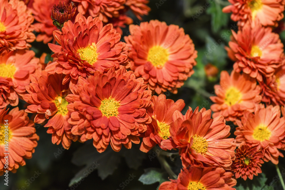 Autumn chrysanthemum flowers are orange with yellow as a background. Autumn chrysanthemum flowers are orange with yellow as a background.